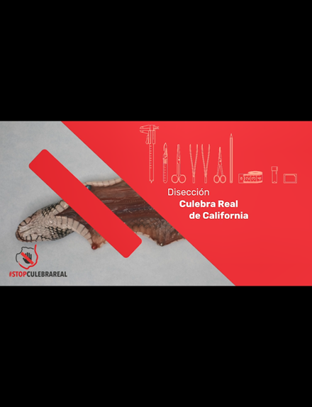 Disección de culebra real de California