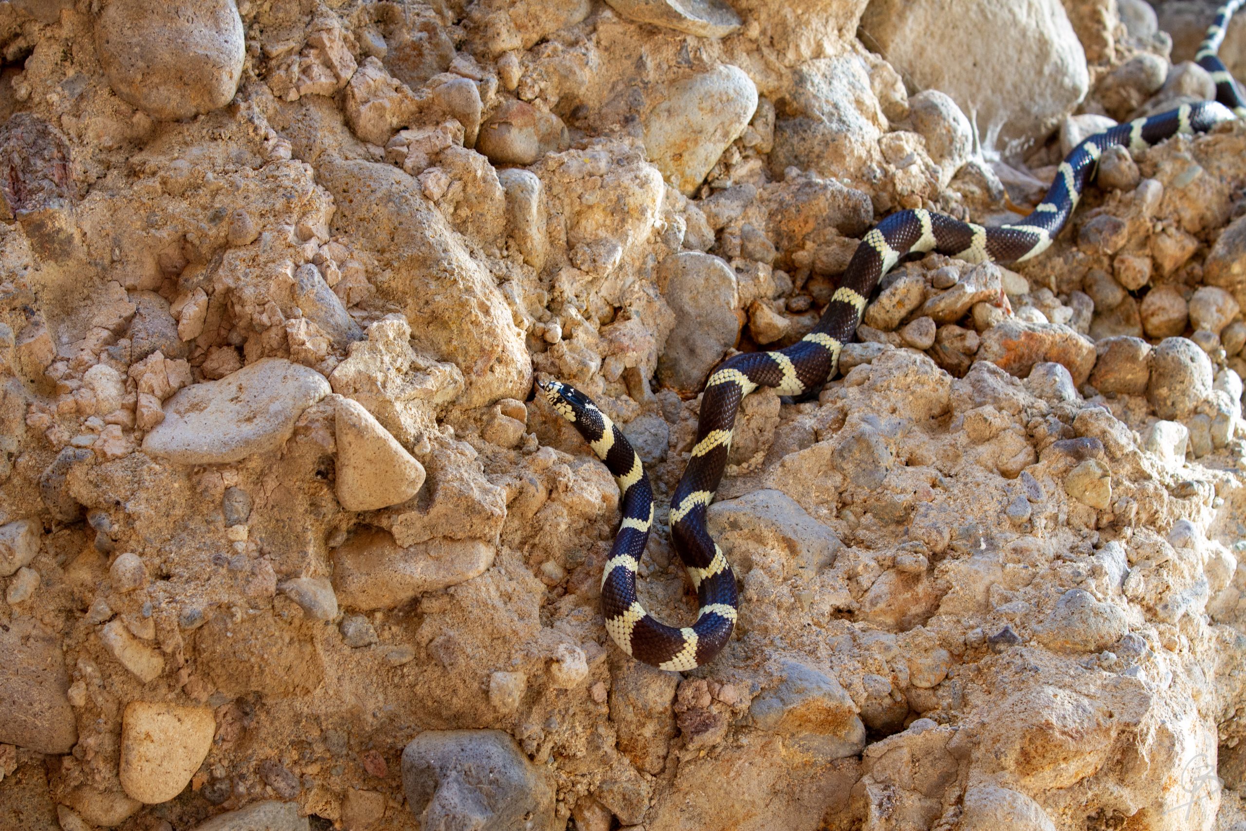 Análisis de las vías de dispersión inducida de la culebra real de California (Lampropeltis californiae) en Gran Canaria.