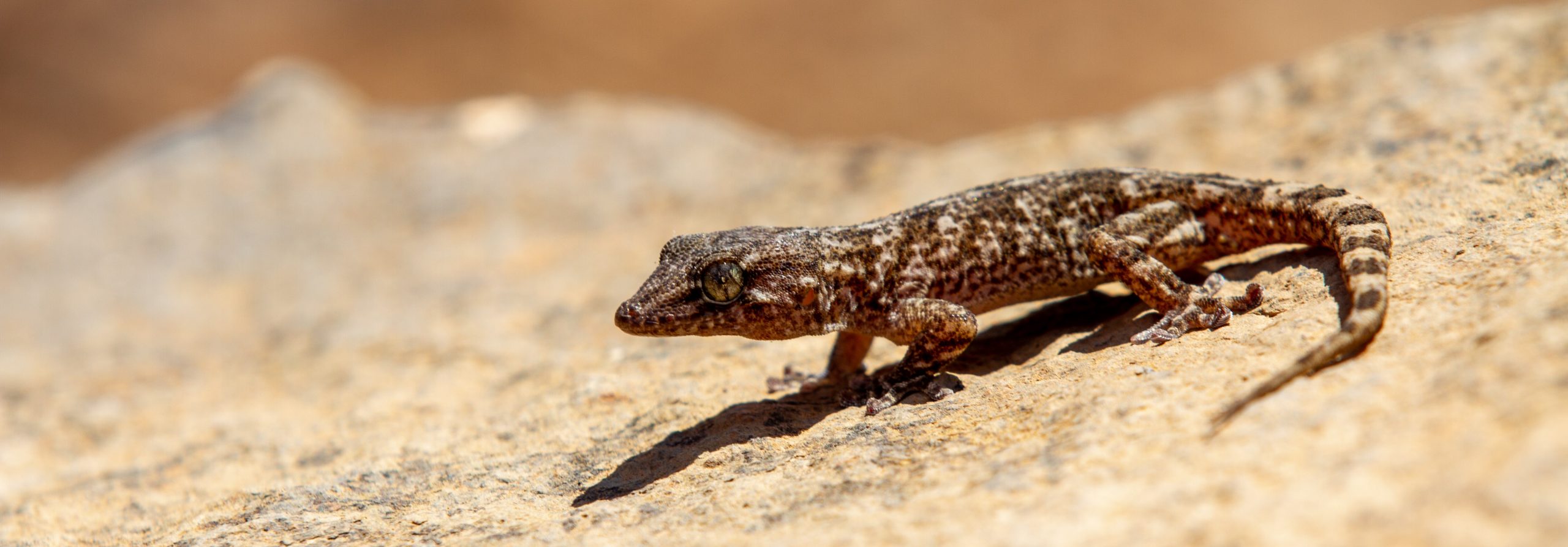 La invasión de la culebra real de California provoca la reducción masiva de los reptiles endémicos de Gran Canaria