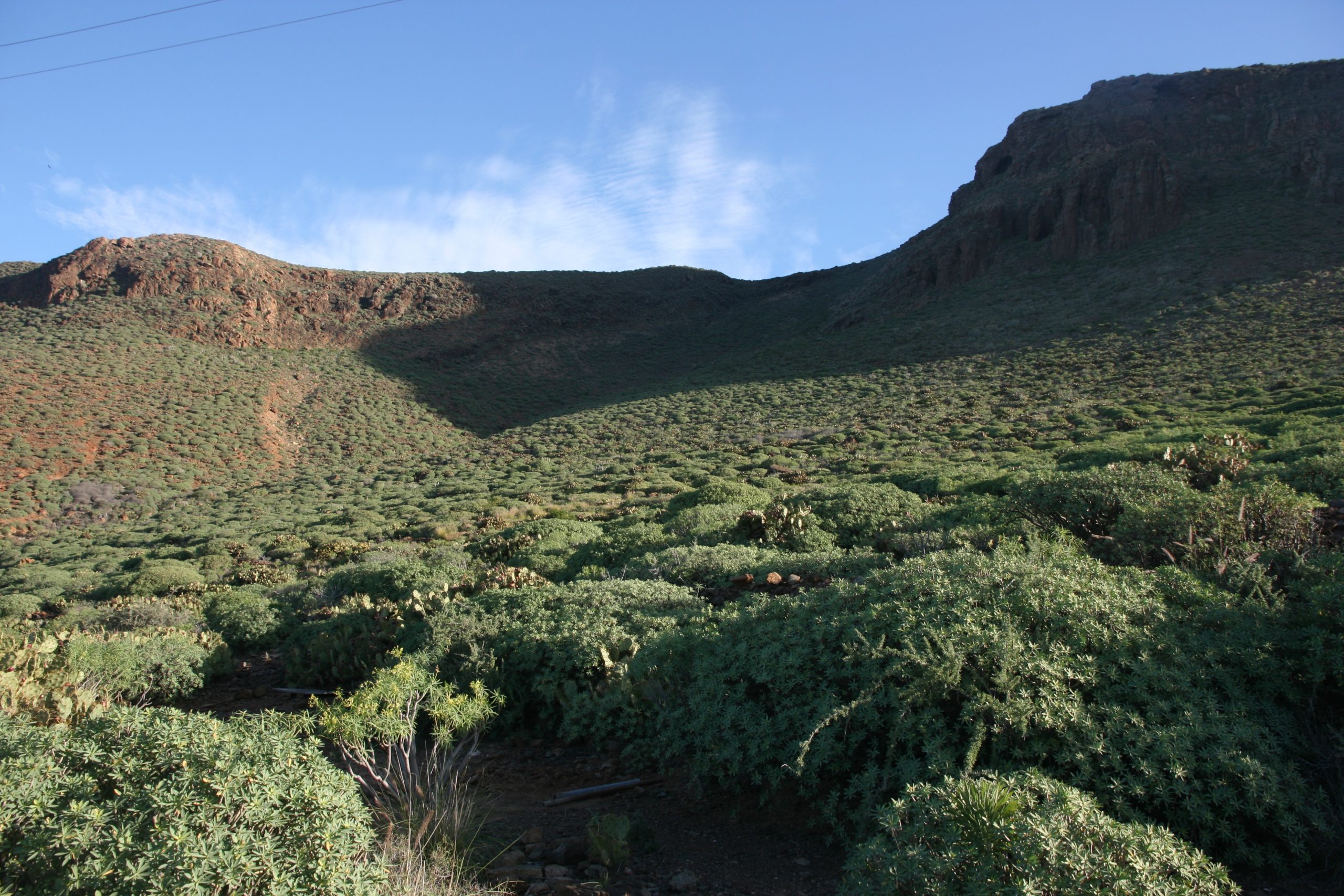 ¿Podría el cambio climático beneficiar a las serpientes invasoras? Modelización de la distribución potencial de la culebra real de California en Canarias