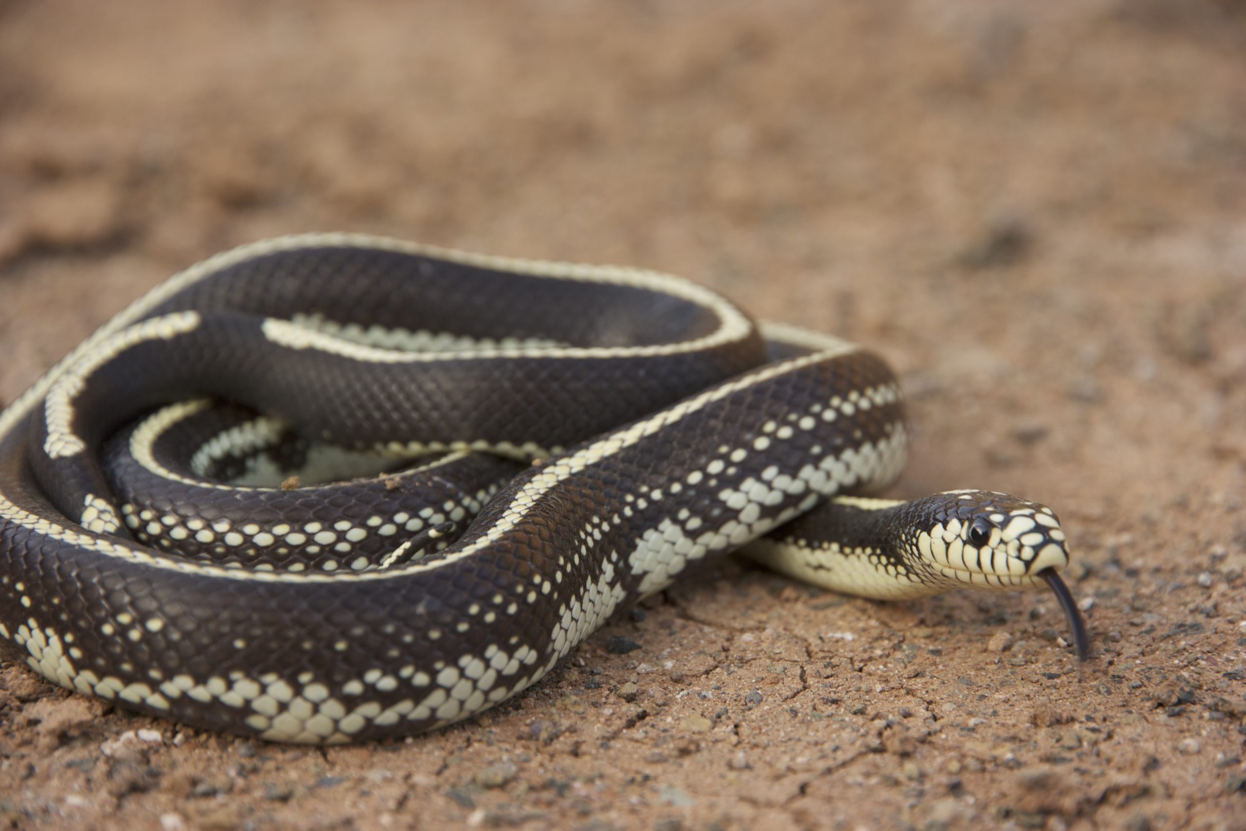 Estudio helmintológico de la culebra real de California (Lampropeltis californiae) invasora en Gran Canaria