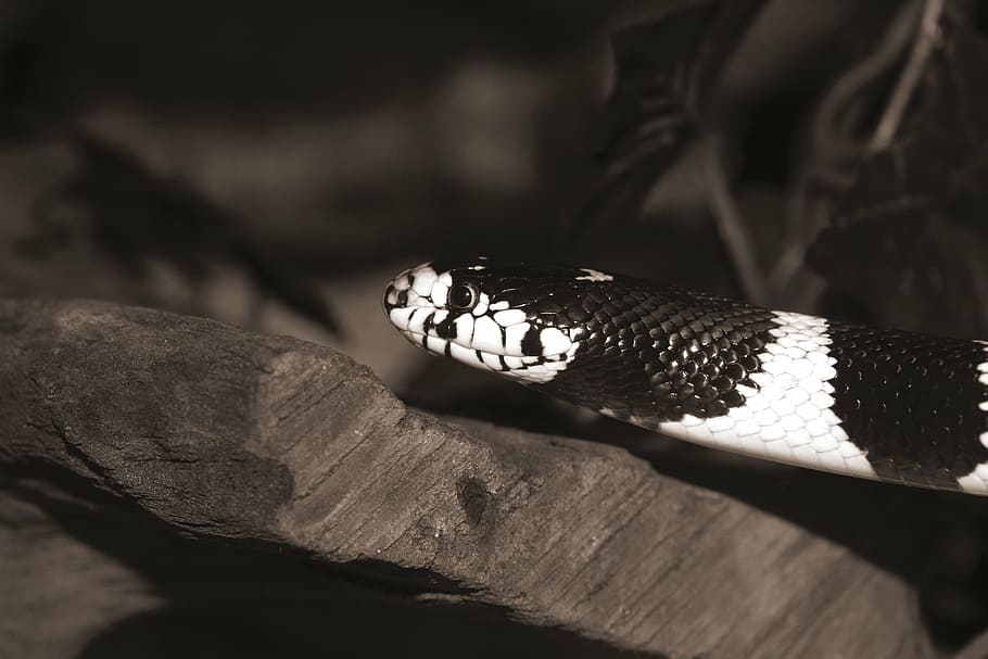 El acetaminofén como tóxico oral para la culebra real de California (Lampropeltis californiae) en Gran Canaria