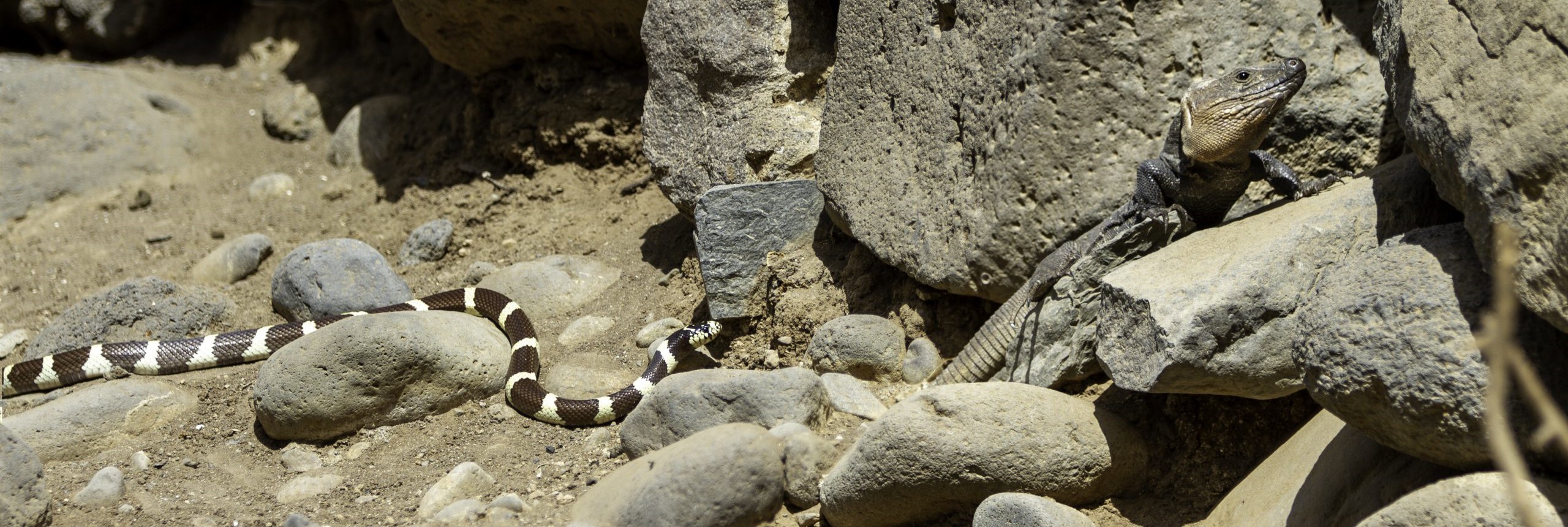 Culebra real de California junto a un lagarto gigante de Gran Canaria