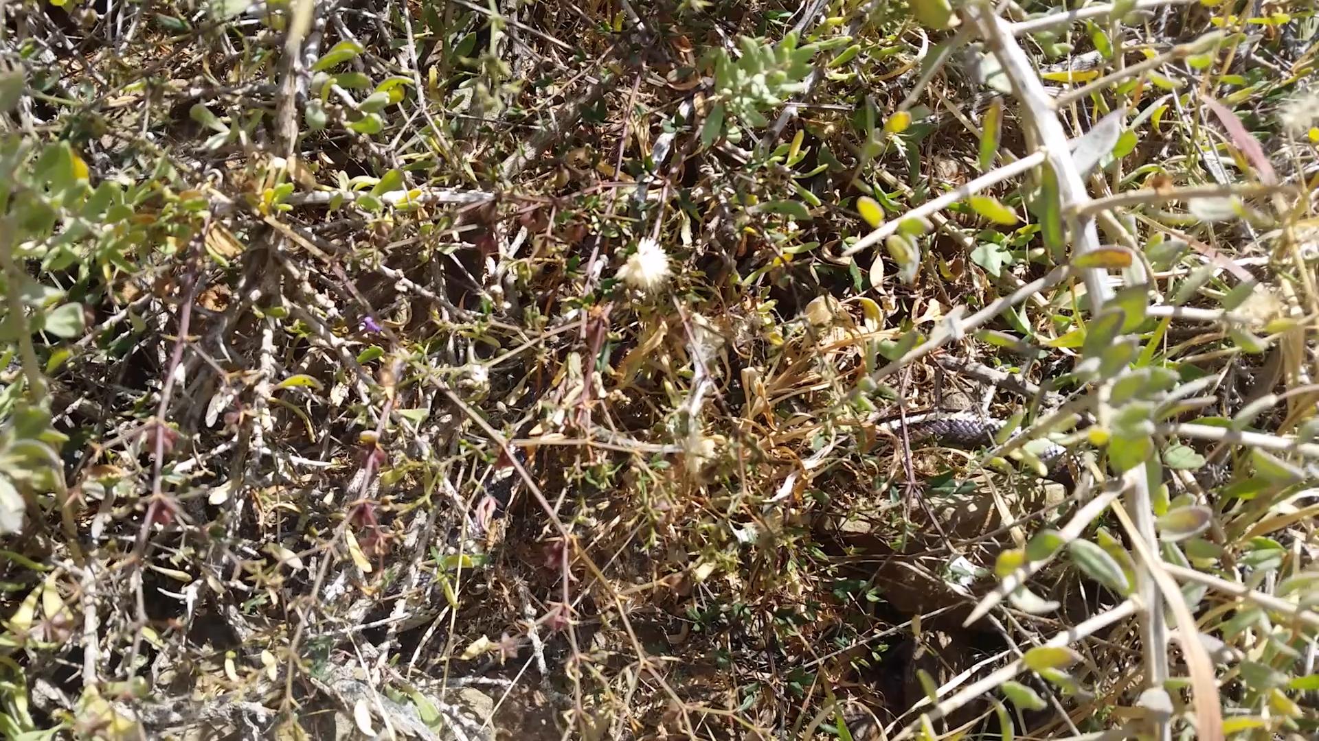 Culebra camuflada en el medio natural