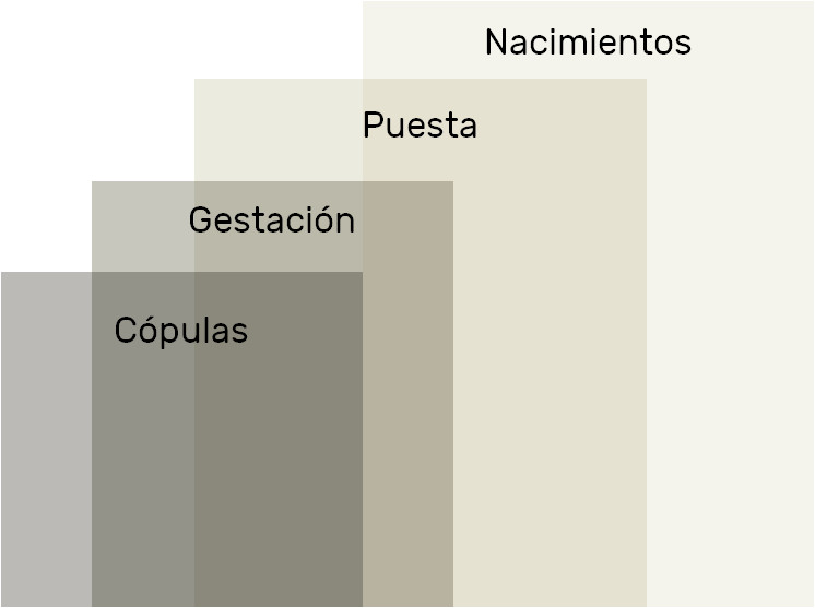 Ciclo reproductivo de la culebra