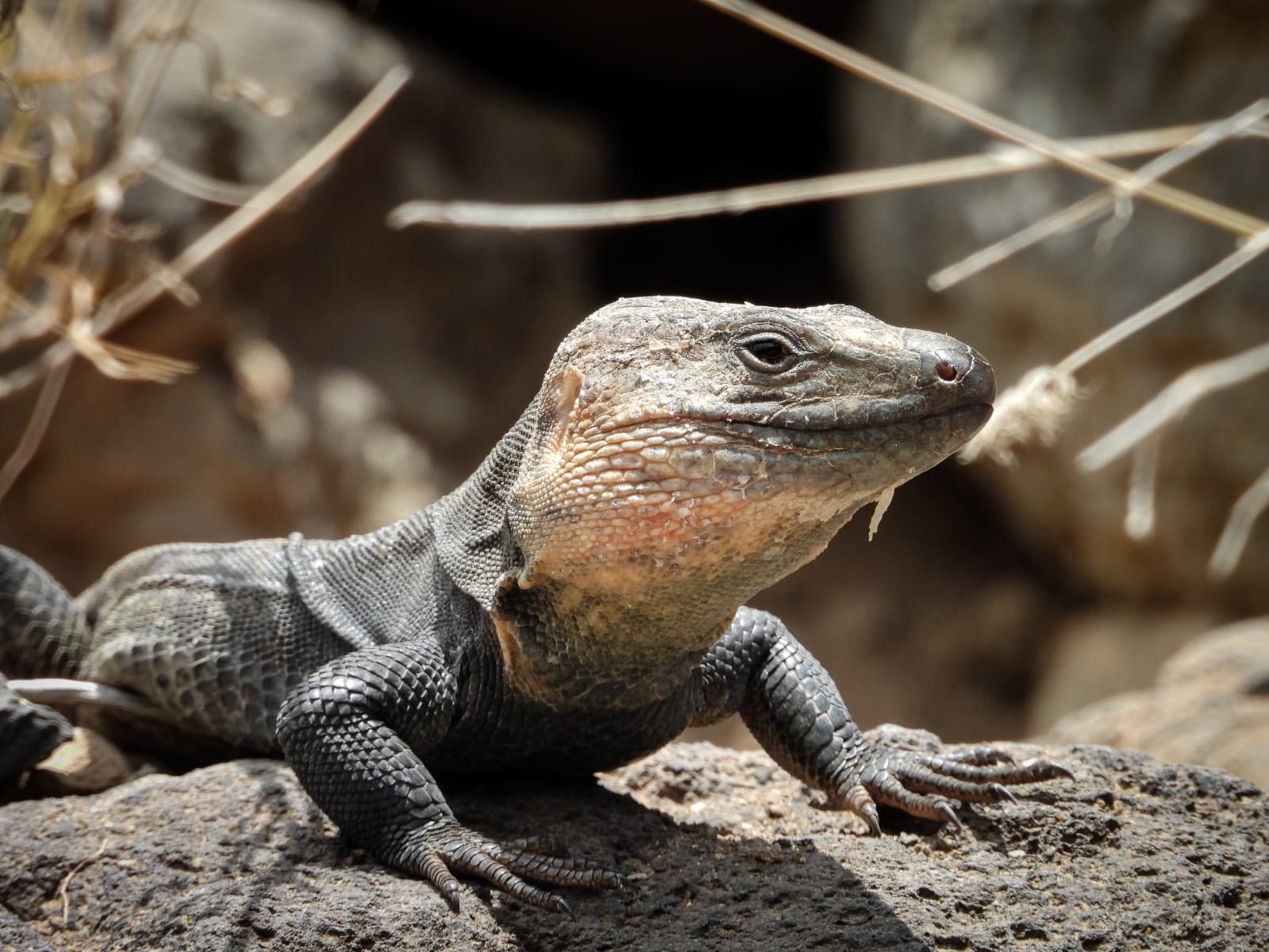 Lagarto gigante de Gran Canaria