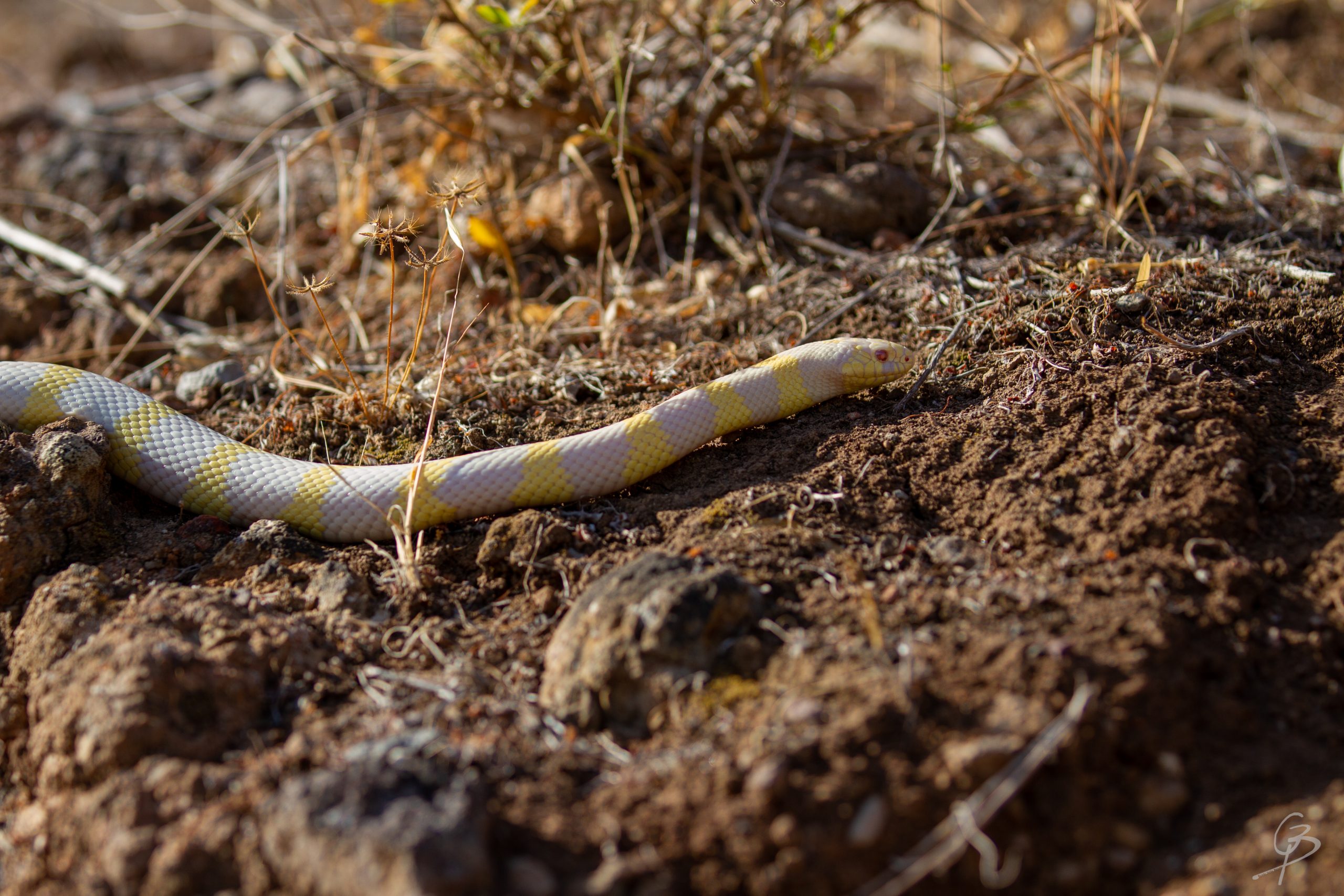 Patrón albino anillado