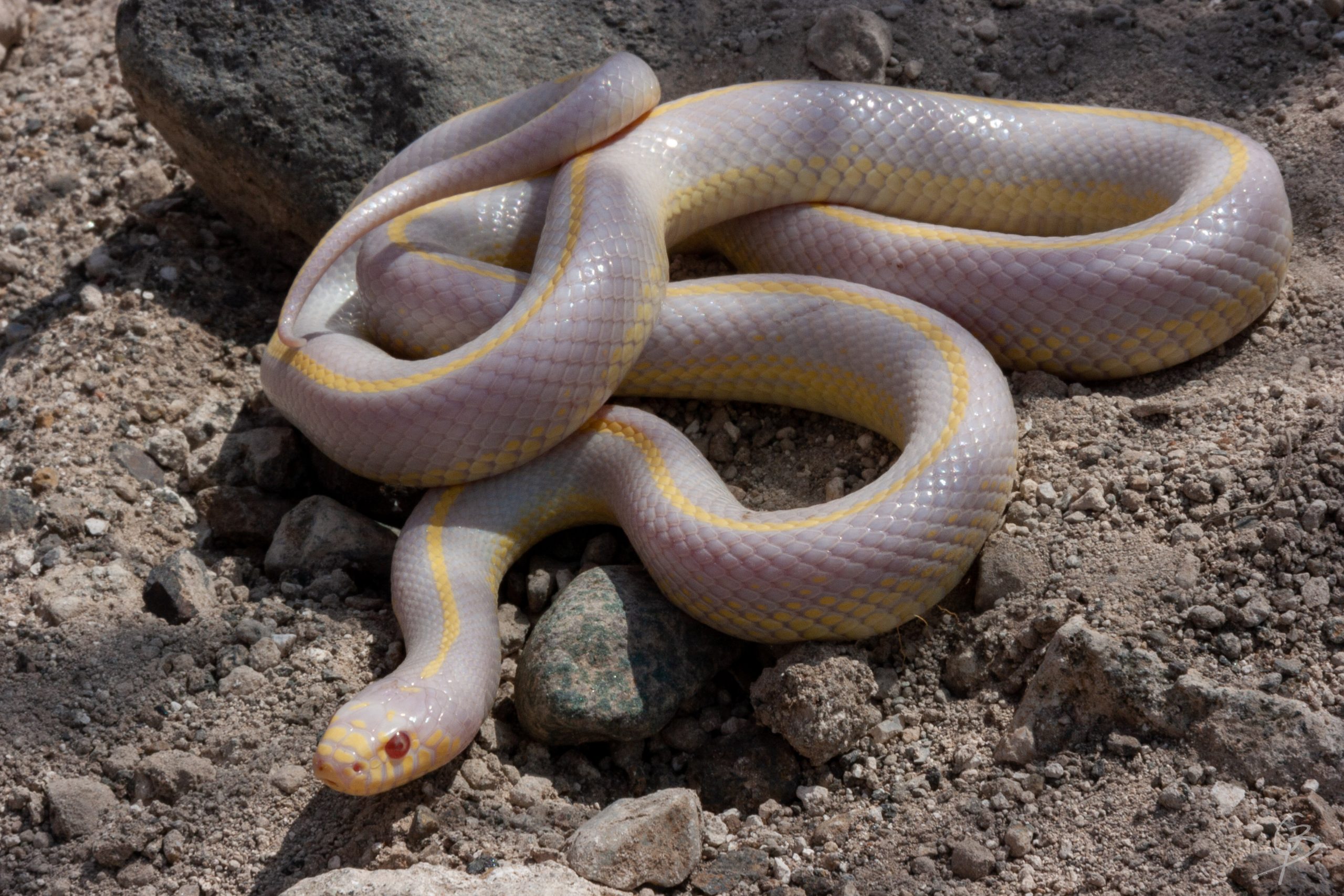 Patrón albino lineal